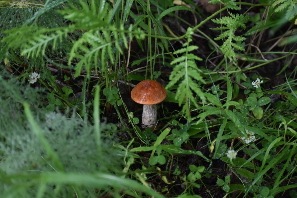 Фото большого гриба в лесу среди кустов и травы